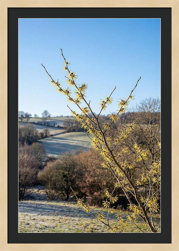 Witch Hazel Blooms Against Winter Sky