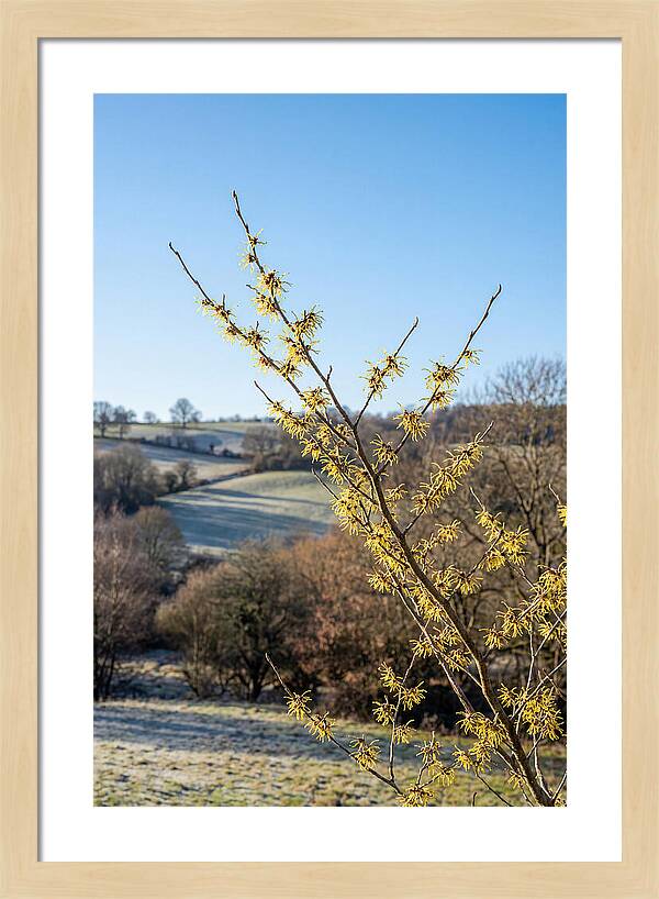 Witch Hazel Blooms Against Winter Sky