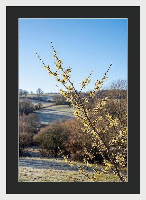 Witch Hazel Blooms Against Winter Sky