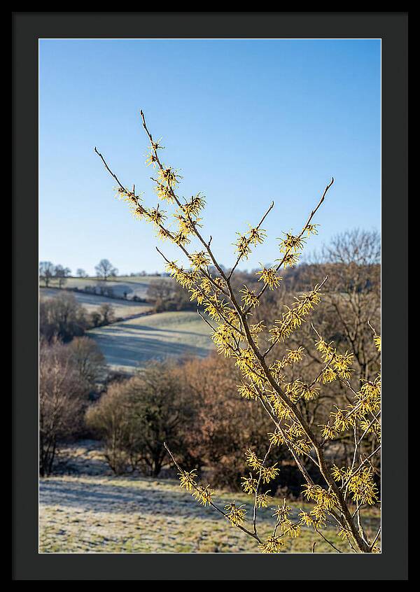 Witch Hazel Blooms Against Winter Sky