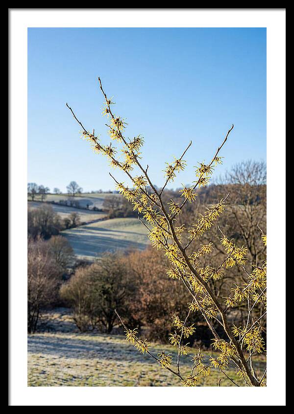 Witch Hazel Blooms Against Winter Sky