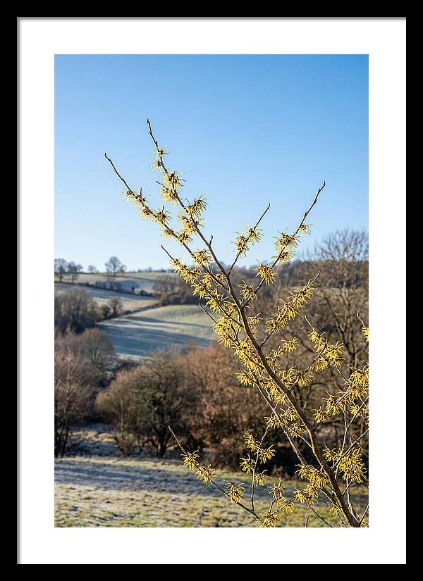 Witch Hazel Blooms Against Winter Sky