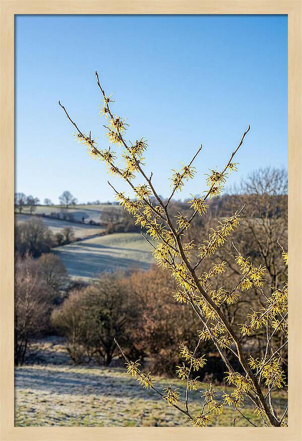 Witch Hazel Blooms Against Winter Sky