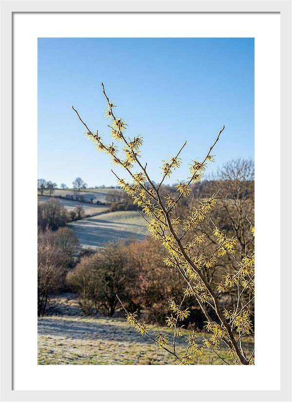 Witch Hazel Blooms Against Winter Sky