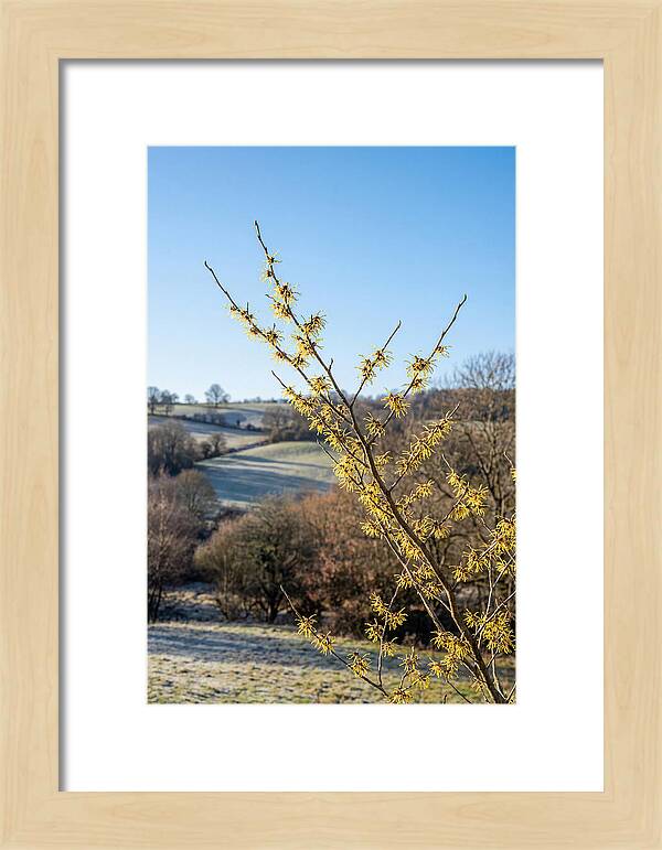 Witch Hazel Blooms Against Winter Sky