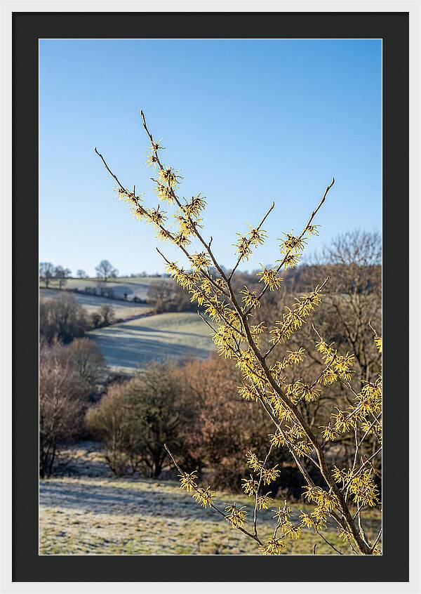 Witch Hazel Blooms Against Winter Sky