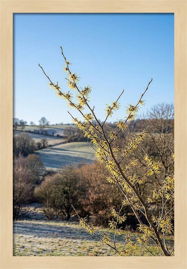 Witch Hazel Blooms Against Winter Sky