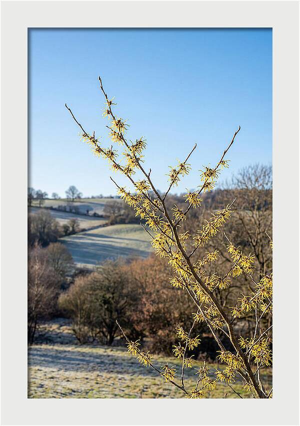 Witch Hazel Blooms Against Winter Sky
