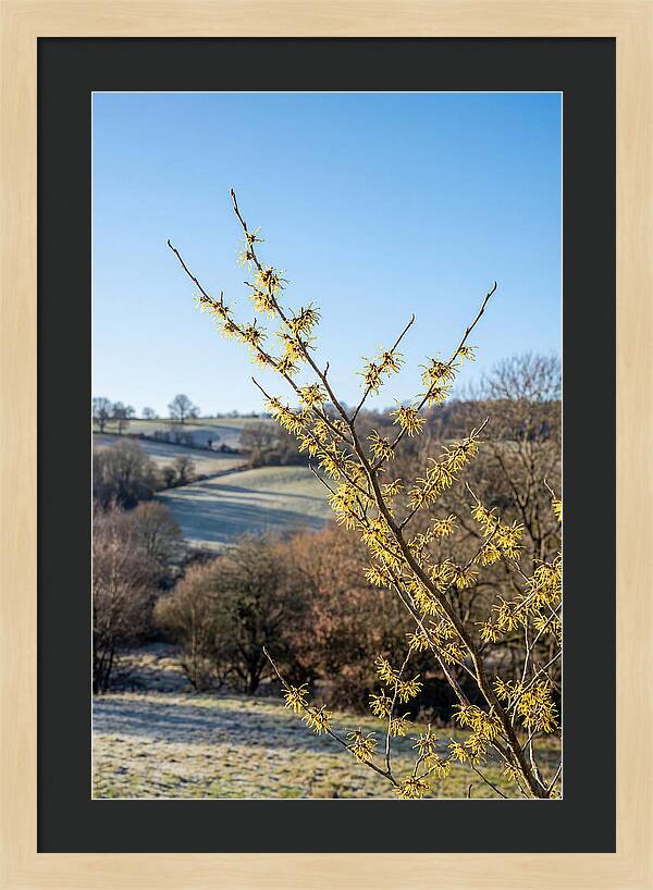 Witch Hazel Blooms Against Winter Sky