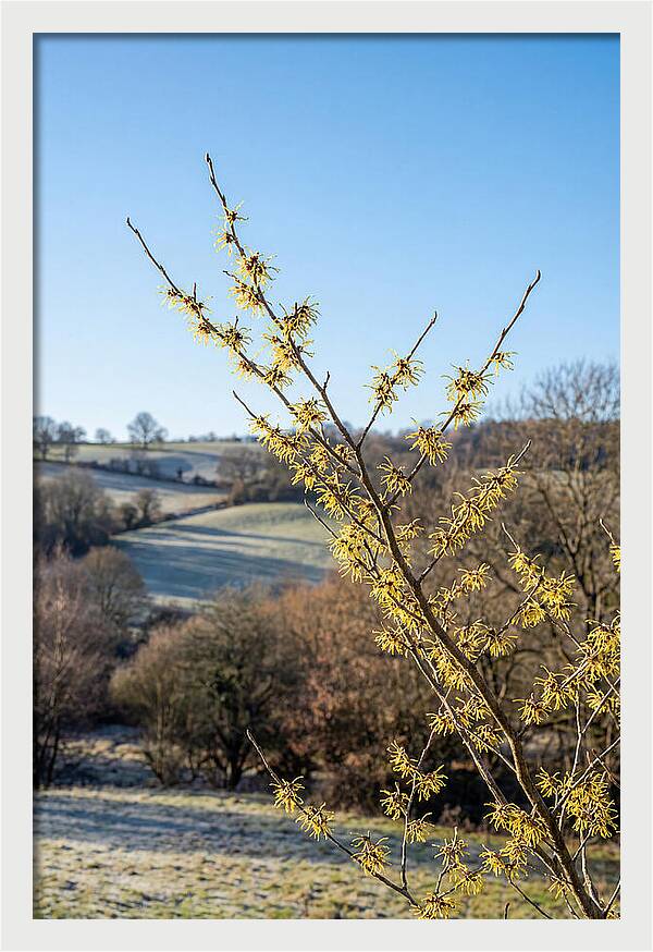 Witch Hazel Blooms Against Winter Sky