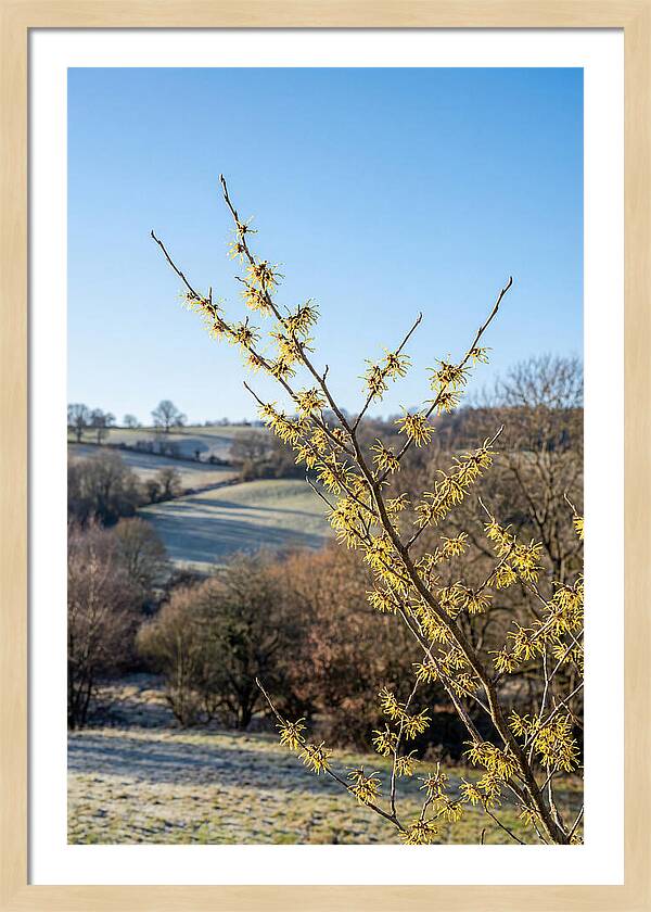 Witch Hazel Blooms Against Winter Sky