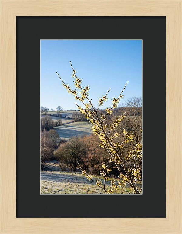Witch Hazel Blooms Against Winter Sky
