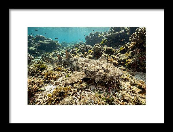 Wobbegong Shark Camouflaged Among Coral