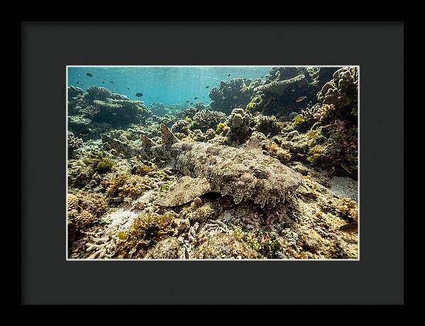 Wobbegong Shark Camouflaged Among Coral