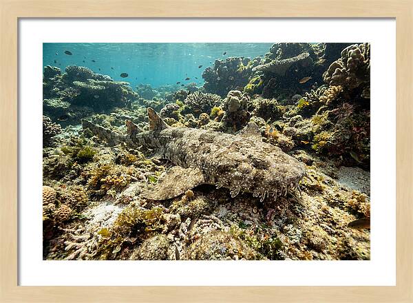 Wobbegong Shark Camouflaged Among Coral