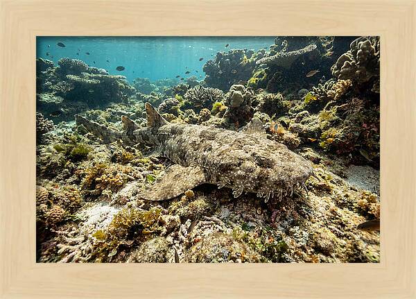 Wobbegong Shark Camouflaged Among Coral