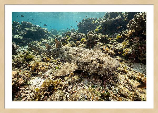 Wobbegong Shark Camouflaged Among Coral