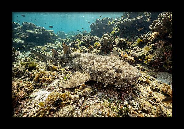 Wobbegong Shark Camouflaged Among Coral