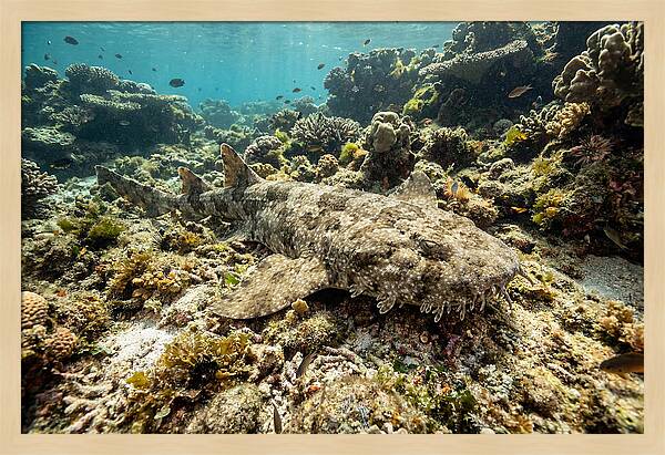 Wobbegong Shark Camouflaged Among Coral