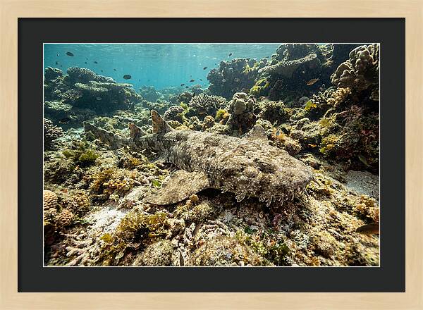 Wobbegong Shark Camouflaged Among Coral