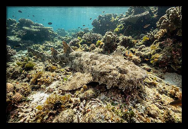 Wobbegong Shark Camouflaged Among Coral