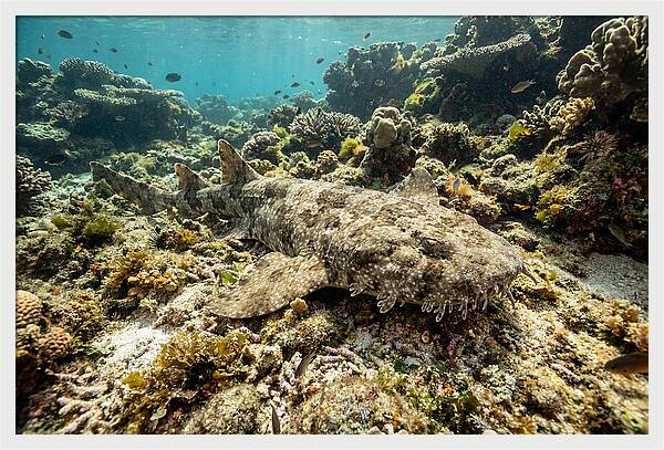 Wobbegong Shark Camouflaged Among Coral