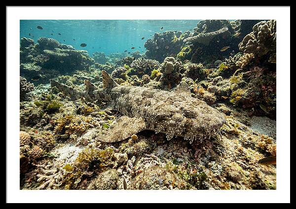 Wobbegong Shark Camouflaged Among Coral