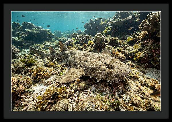 Wobbegong Shark Camouflaged Among Coral