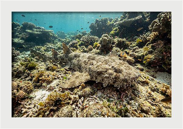 Wobbegong Shark Camouflaged Among Coral