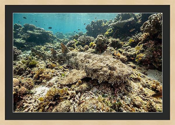 Wobbegong Shark Camouflaged Among Coral