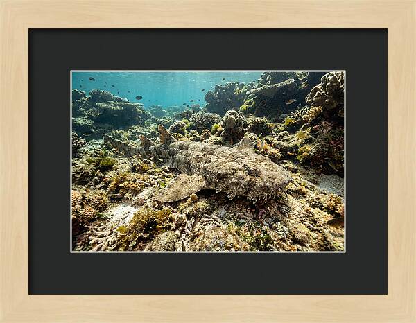 Wobbegong Shark Camouflaged Among Coral