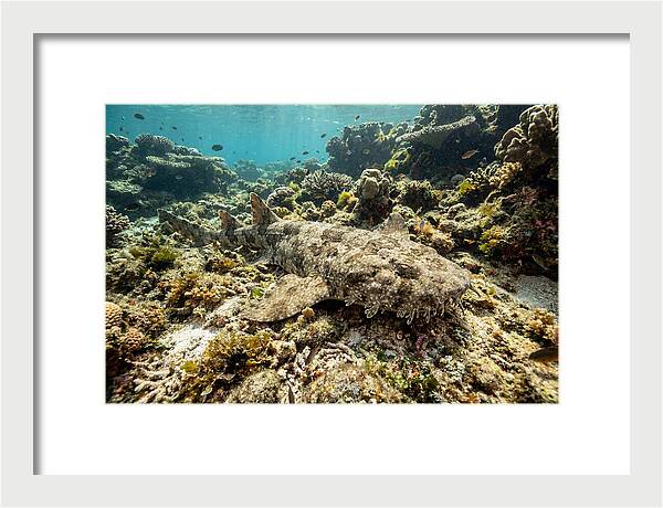 Wobbegong Shark Camouflaged Among Coral