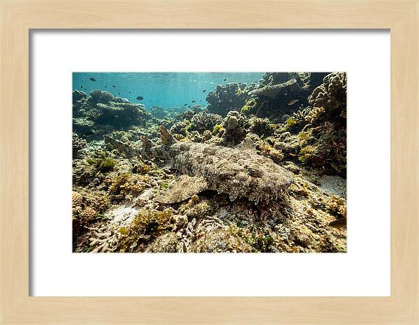 Wobbegong Shark Camouflaged Among Coral