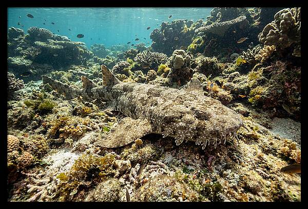 Wobbegong Shark Camouflaged Among Coral