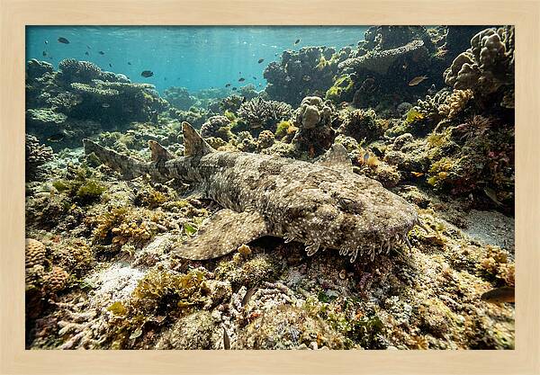 Wobbegong Shark Camouflaged Among Coral