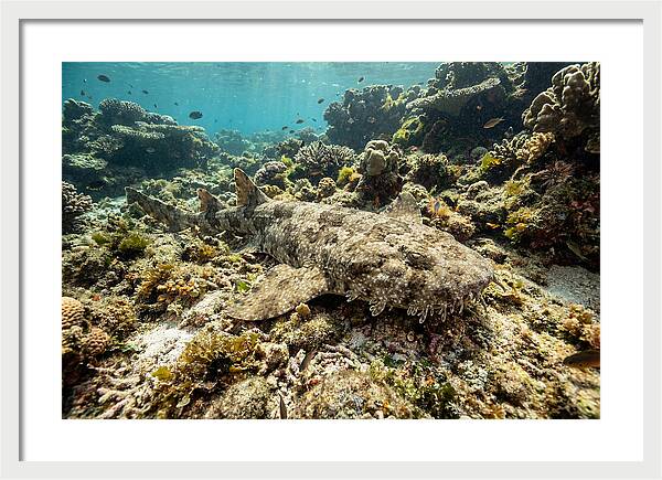 Wobbegong Shark Camouflaged Among Coral