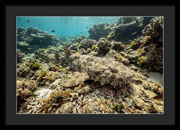 Wobbegong Shark Camouflaged Among Coral