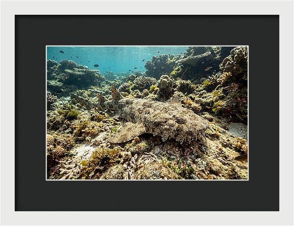 Wobbegong Shark Camouflaged Among Coral