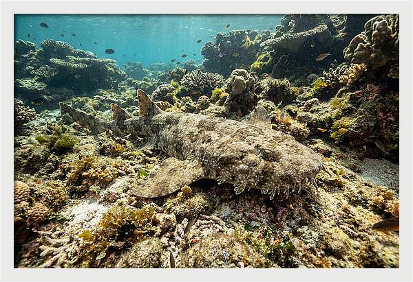 Wobbegong Shark Camouflaged Among Coral