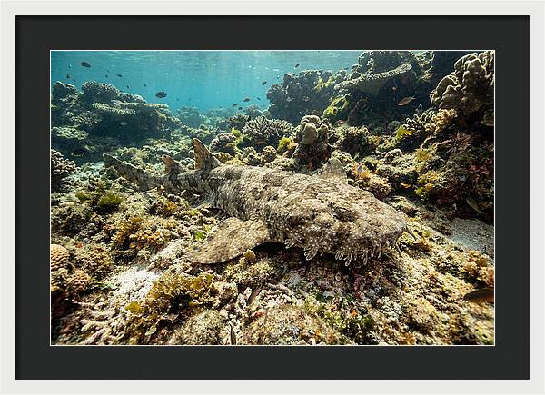 Wobbegong Shark Camouflaged Among Coral