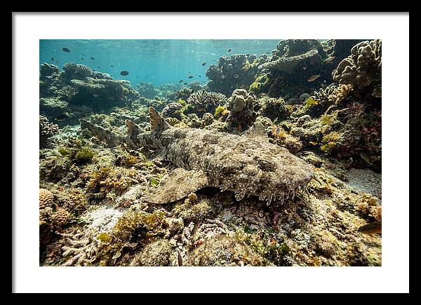Wobbegong Shark Camouflaged Among Coral