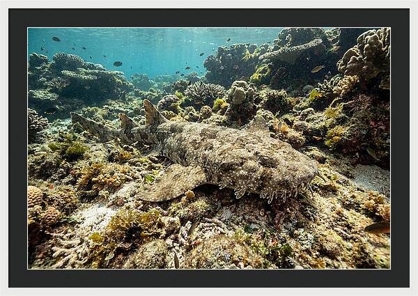 Wobbegong Shark Camouflaged Among Coral