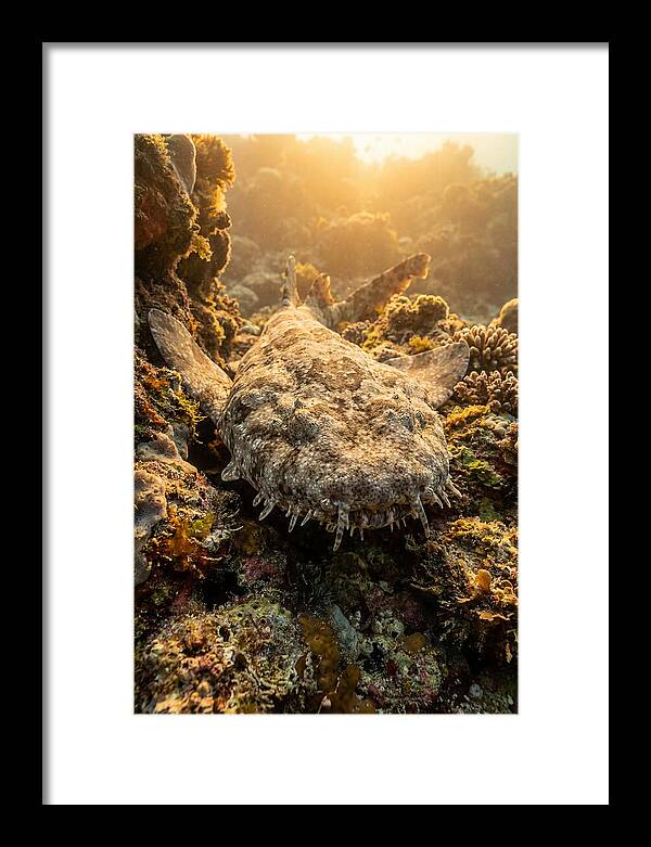 Wobbegong Shark Hidden In Coral
