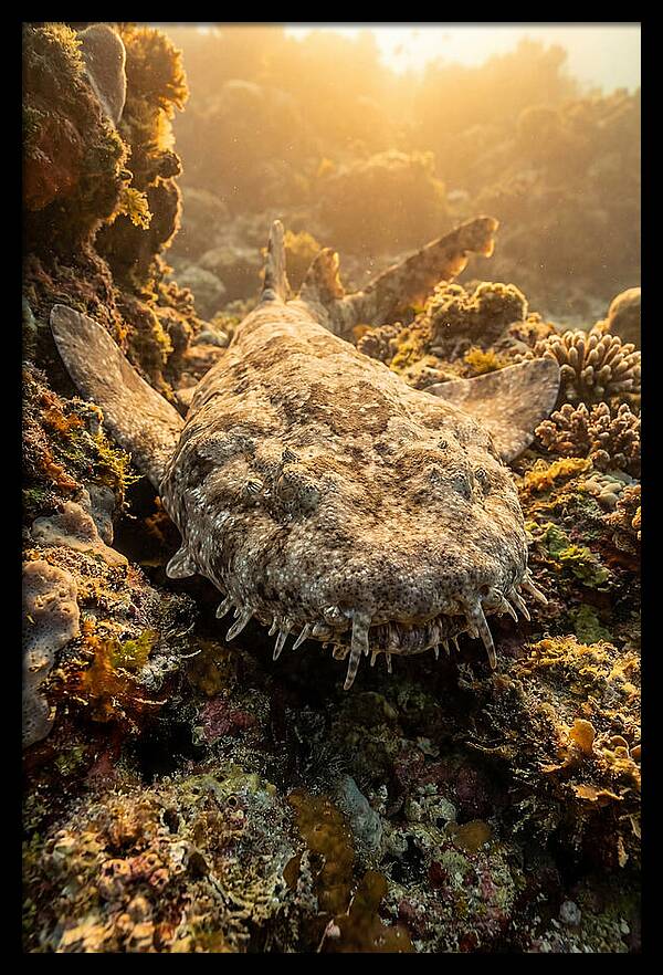 Wobbegong Shark Hidden In Coral