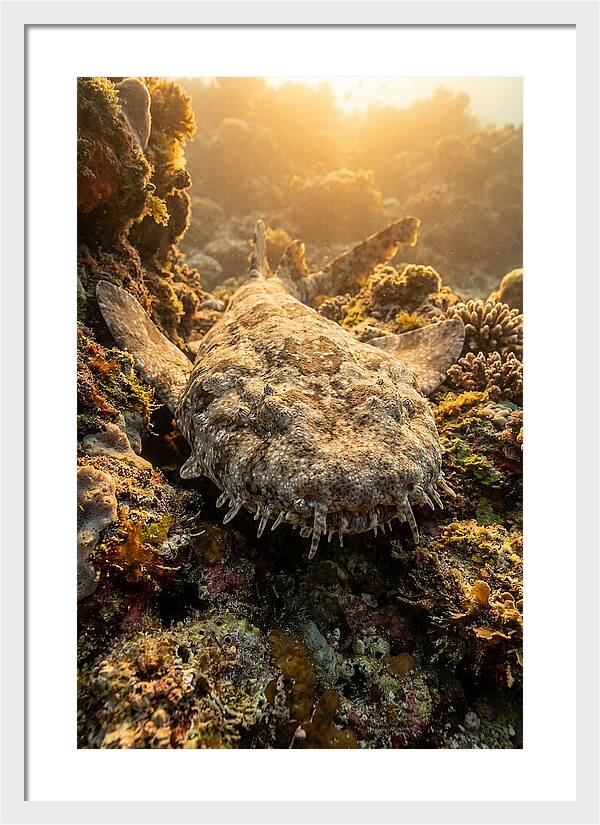 Wobbegong Shark Hidden In Coral