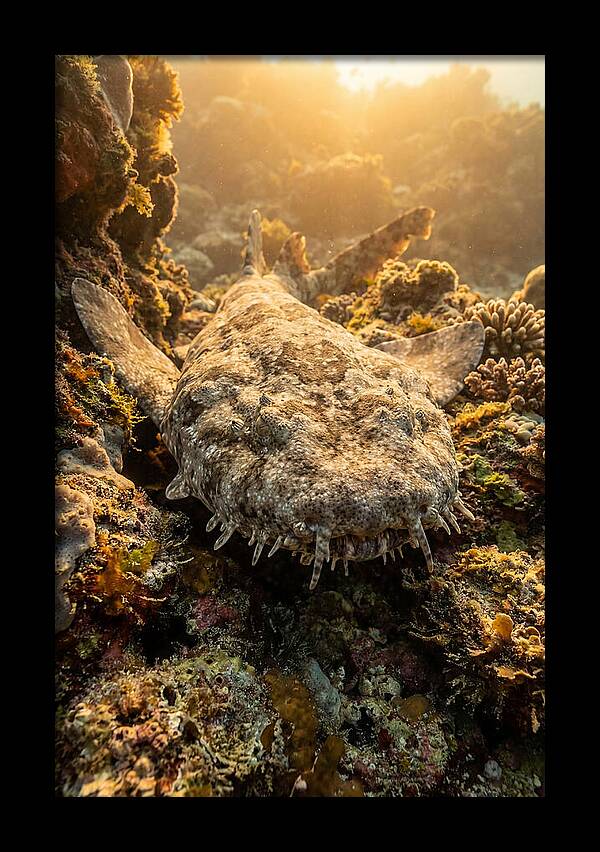 Wobbegong Shark Hidden In Coral