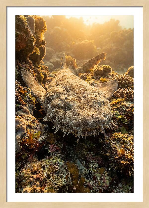 Wobbegong Shark Hidden In Coral