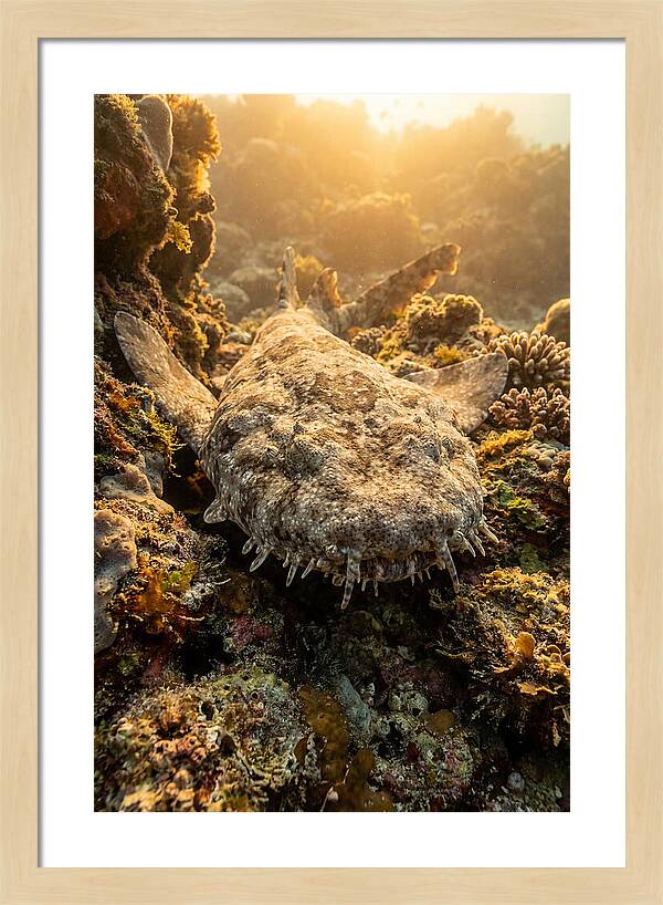 Wobbegong Shark Hidden In Coral