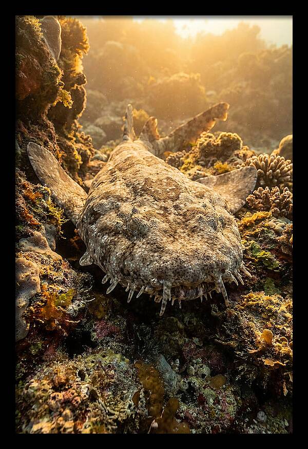 Wobbegong Shark Hidden In Coral