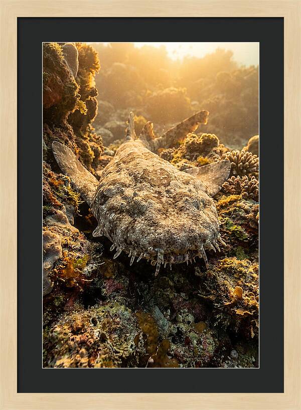 Wobbegong Shark Hidden In Coral